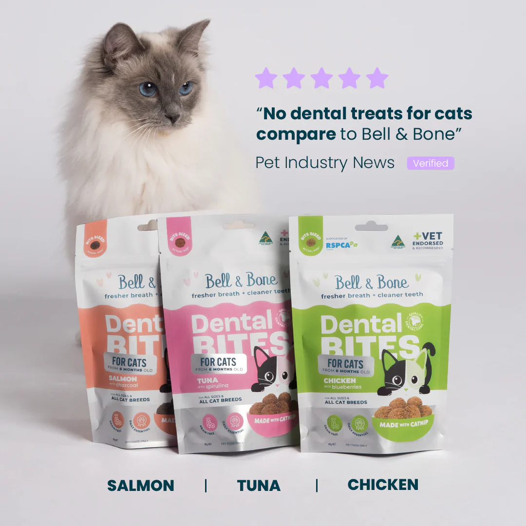 Adult Cat Dental Bites - Image 4
