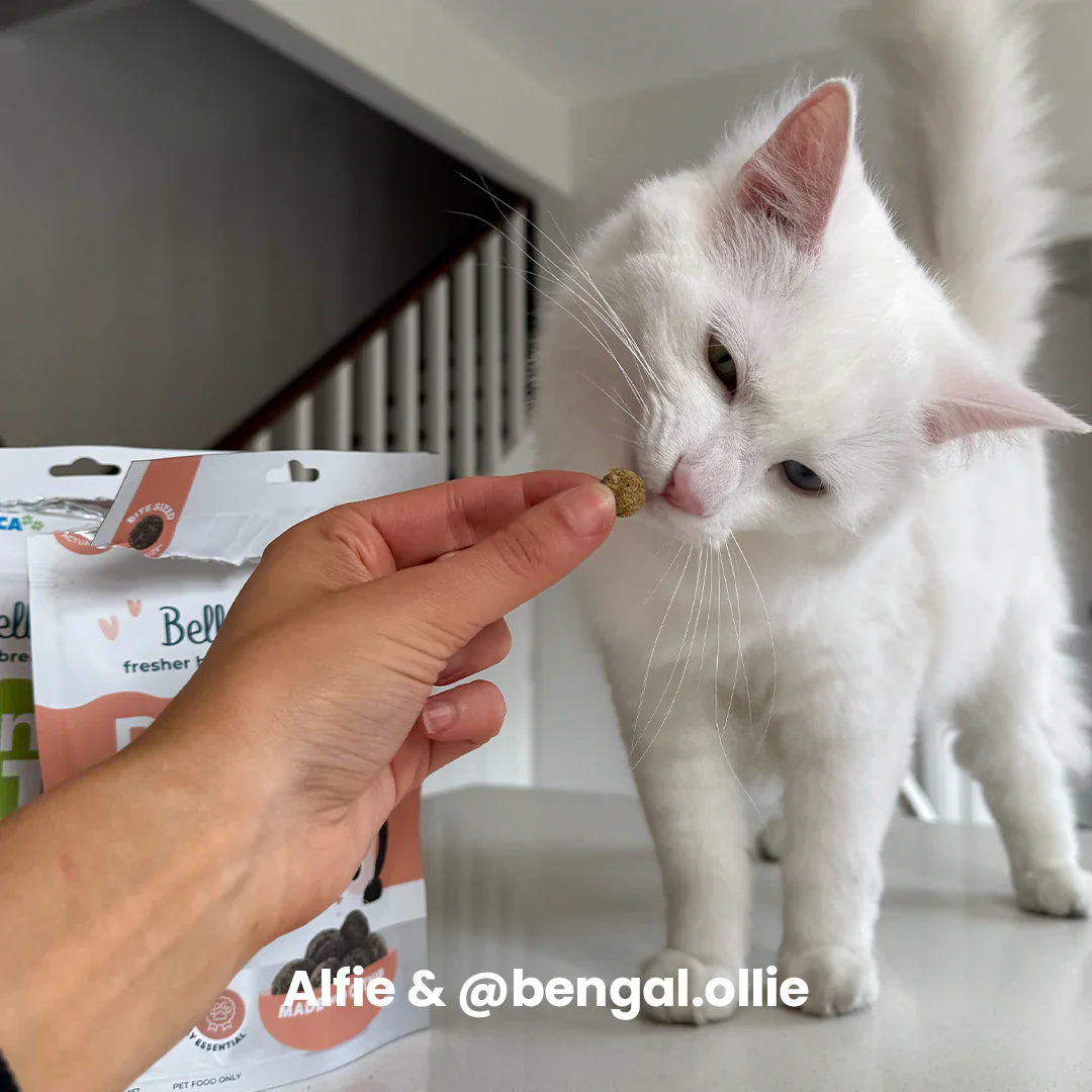 Adult Cat Dental Bites - Image 7