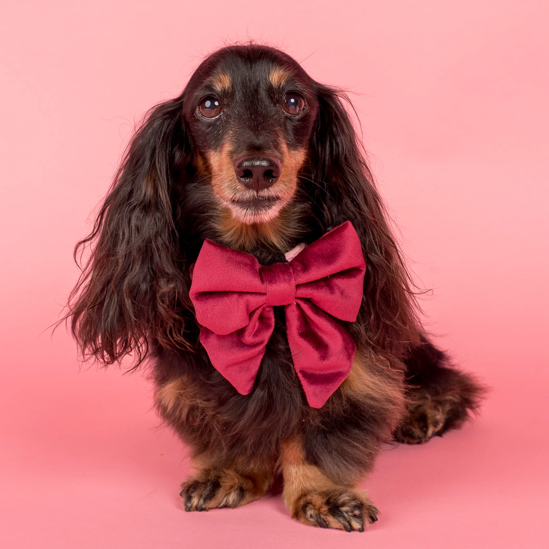Merlot Velvet Sailor Bow Tie - Image 2