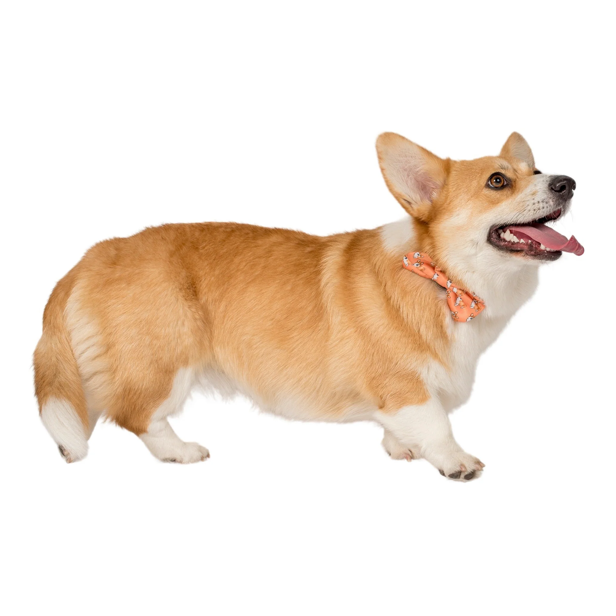Corgi: Bow Tie - Image 3