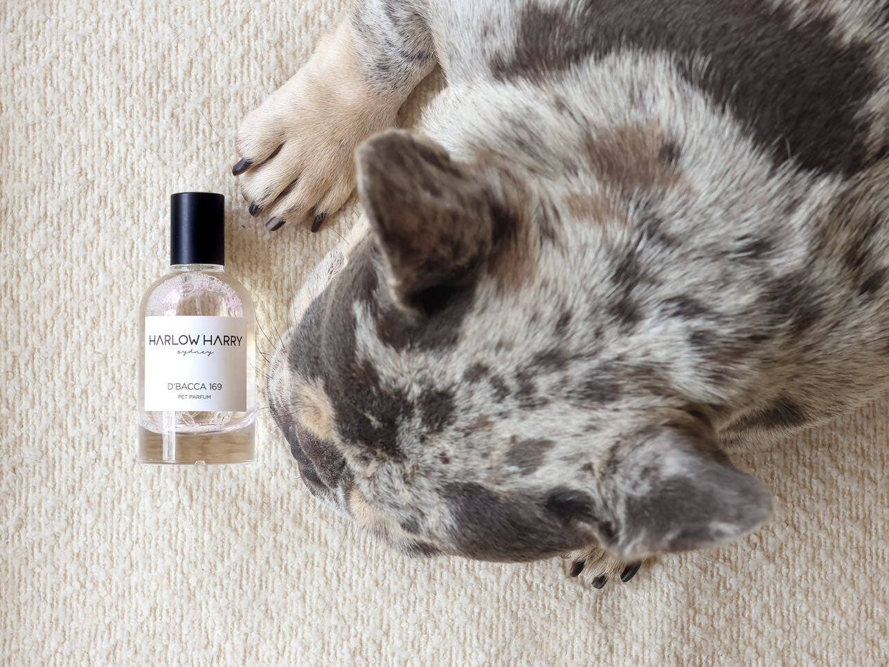 Harlow Harry: Dog Perfume | D'bacca 169 - Image 8