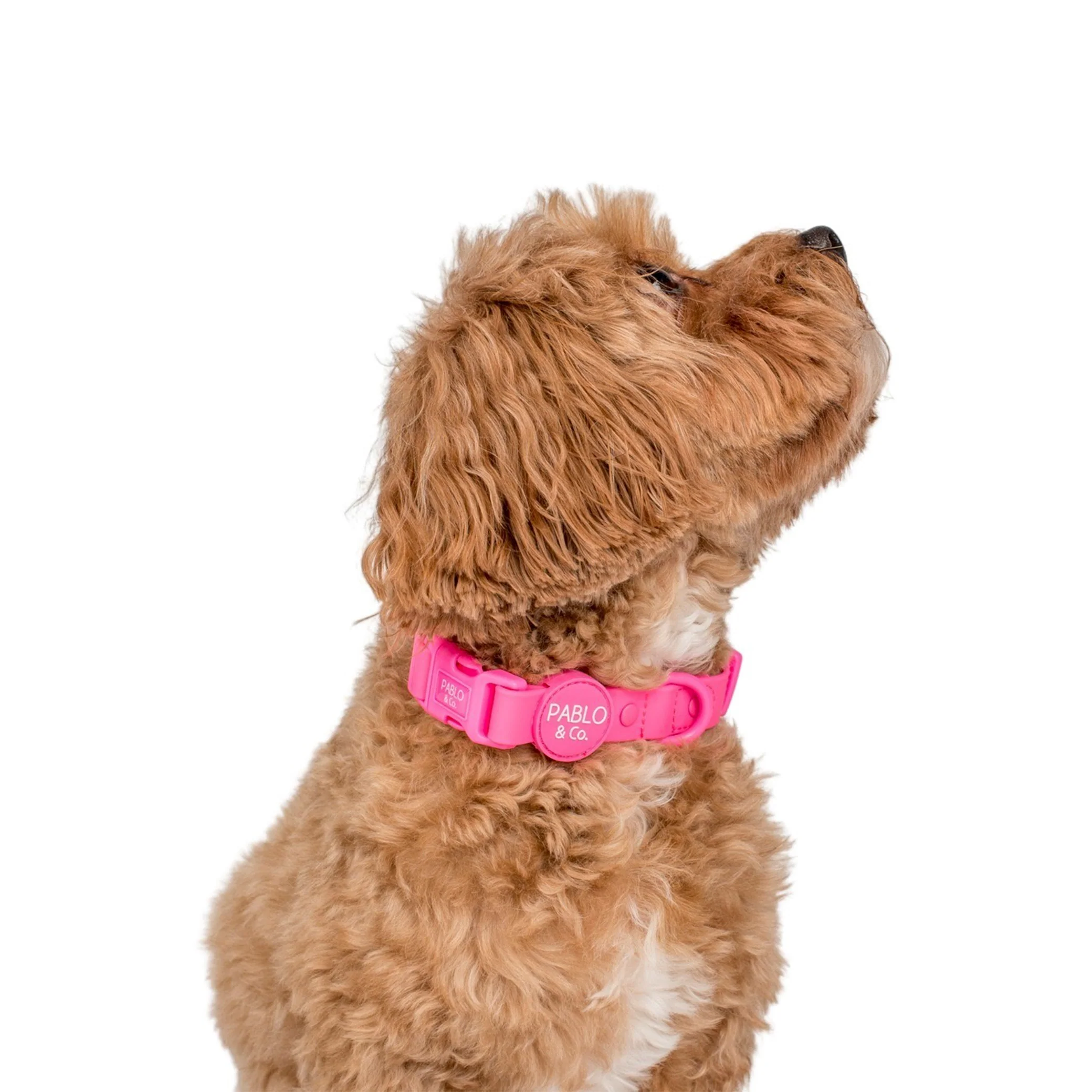 Dragonfruit: Waterproof Collar - Image 2