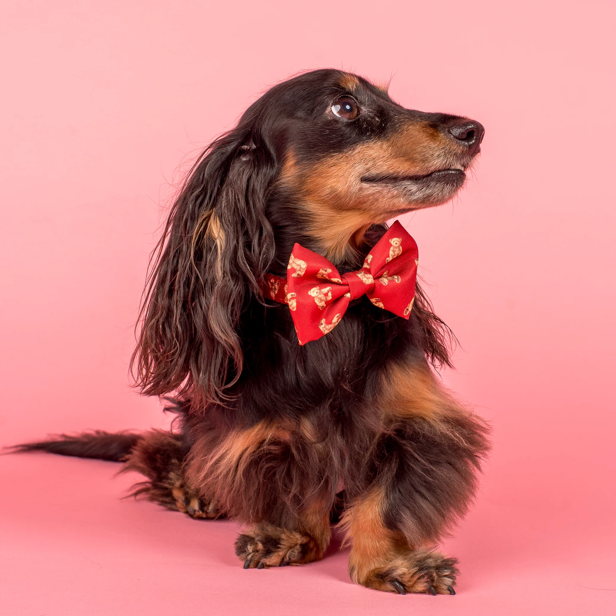 Henry Bear: Bow Tie - Image 2