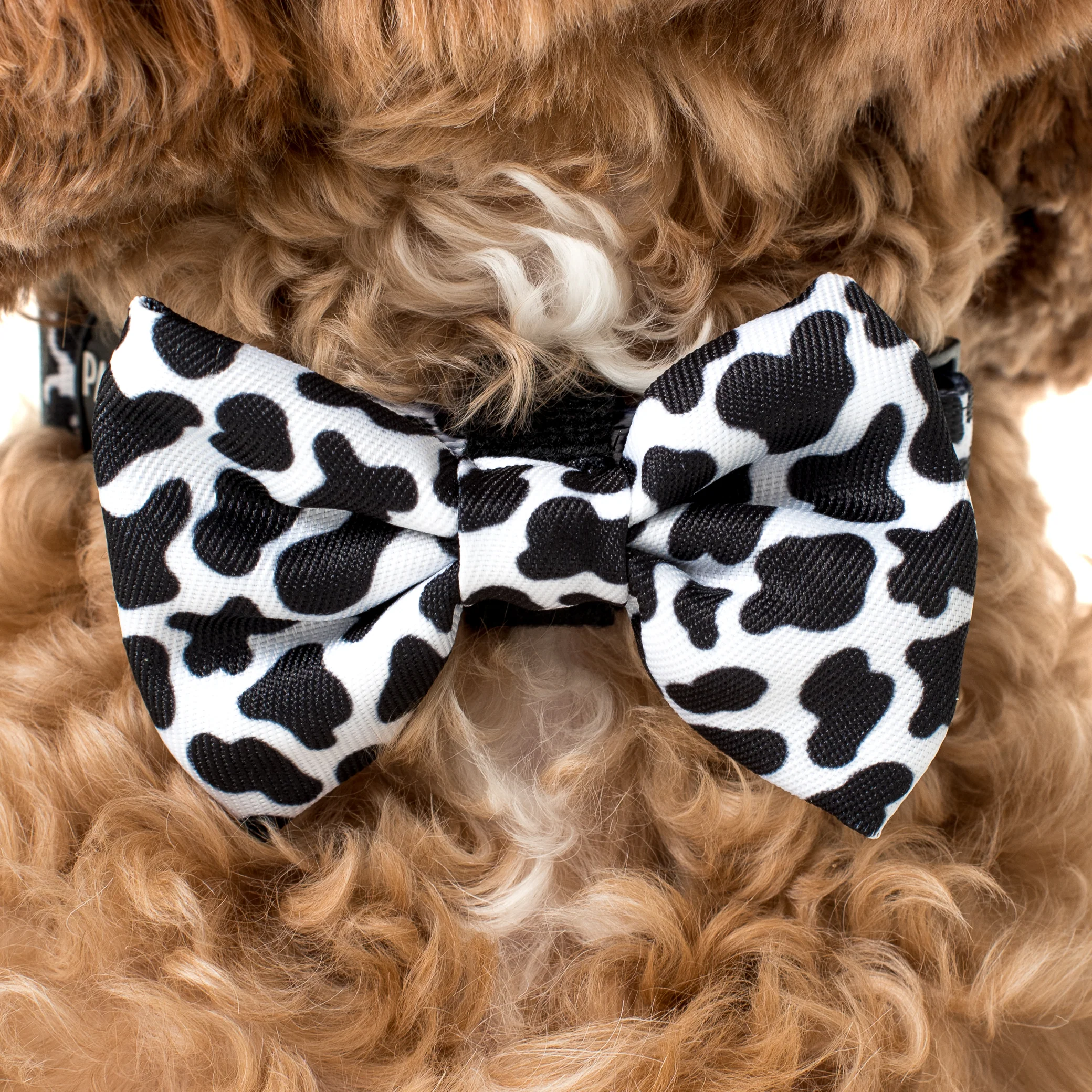 Moo Moo: Bow Tie - Image 2