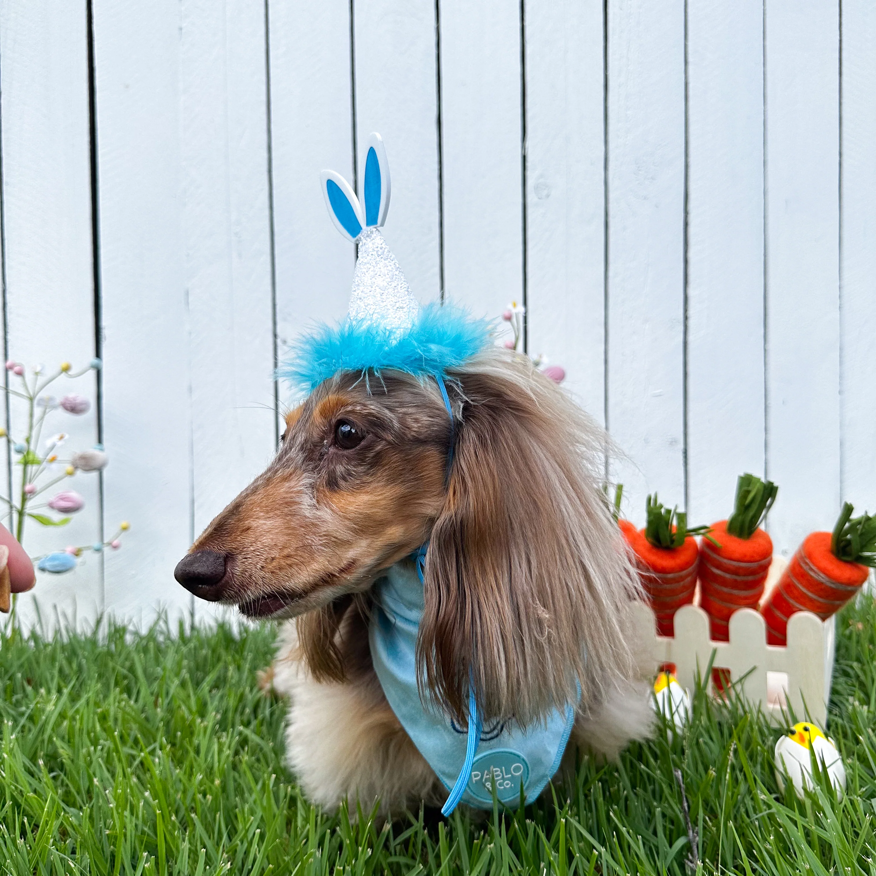 Pablo's Easter Pawty Hat: Blue Easter Bunny - Image 5