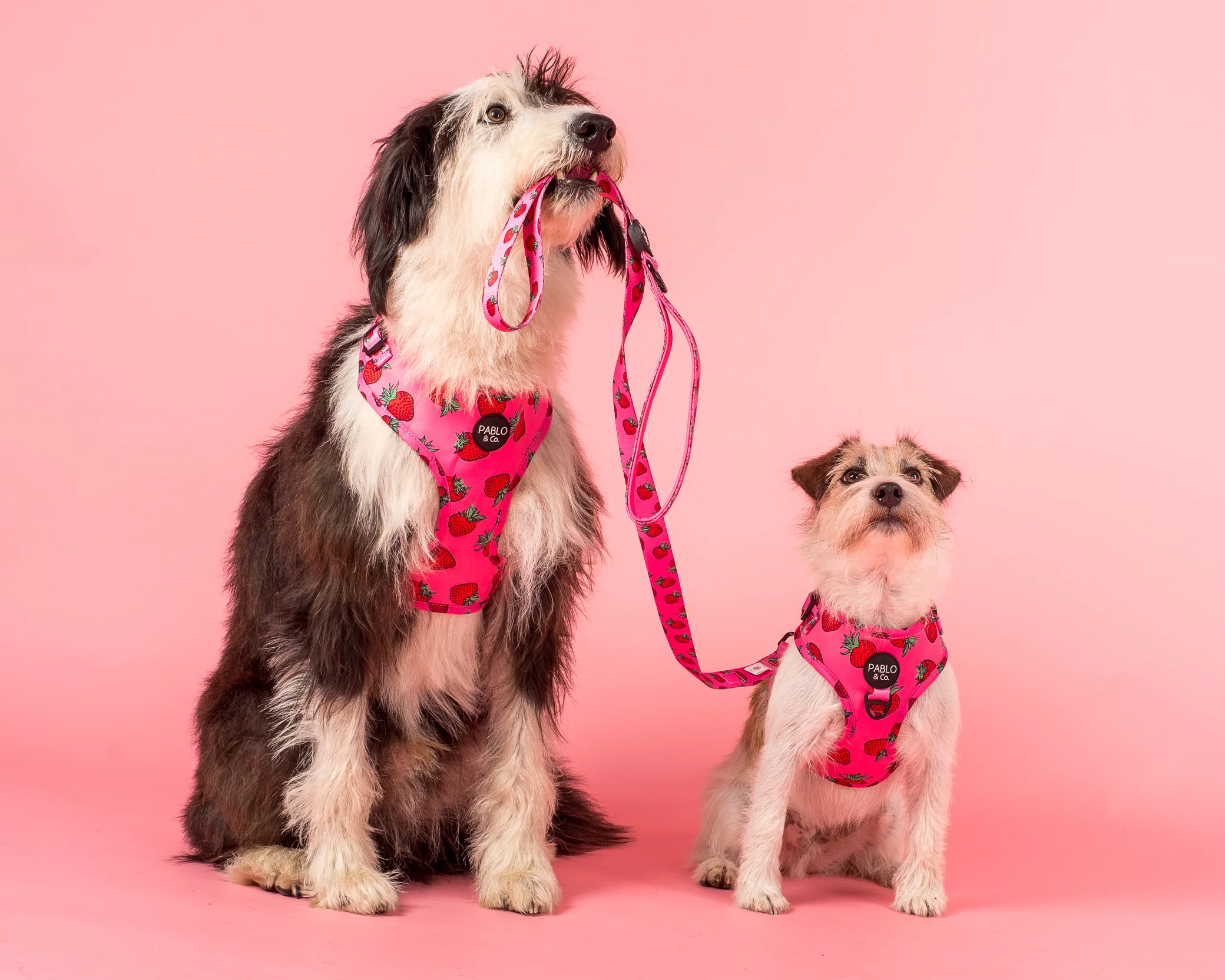 Strawberries: Adjustable Harness - Image 2