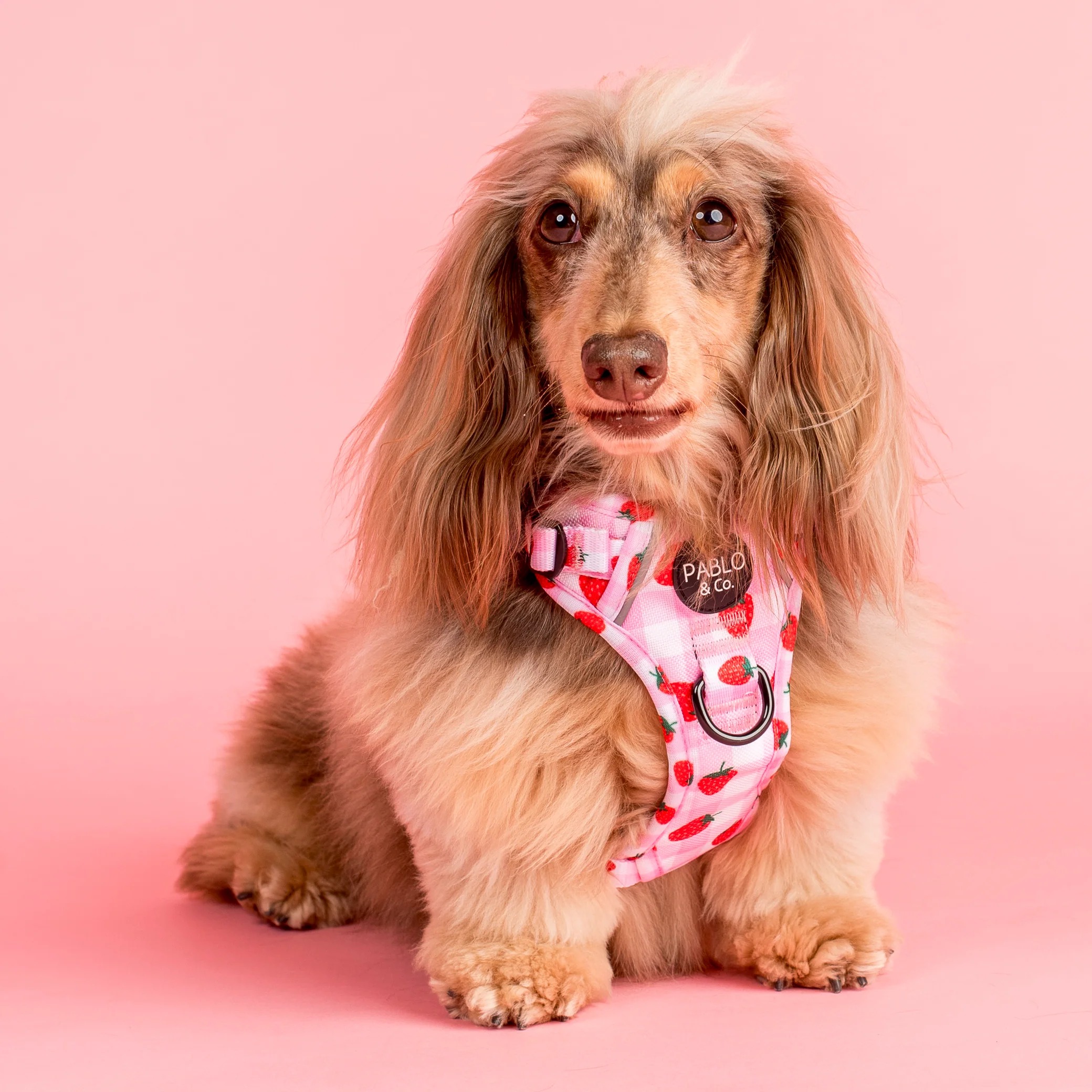 Strawberry Fields: No Pull Adventure Harness