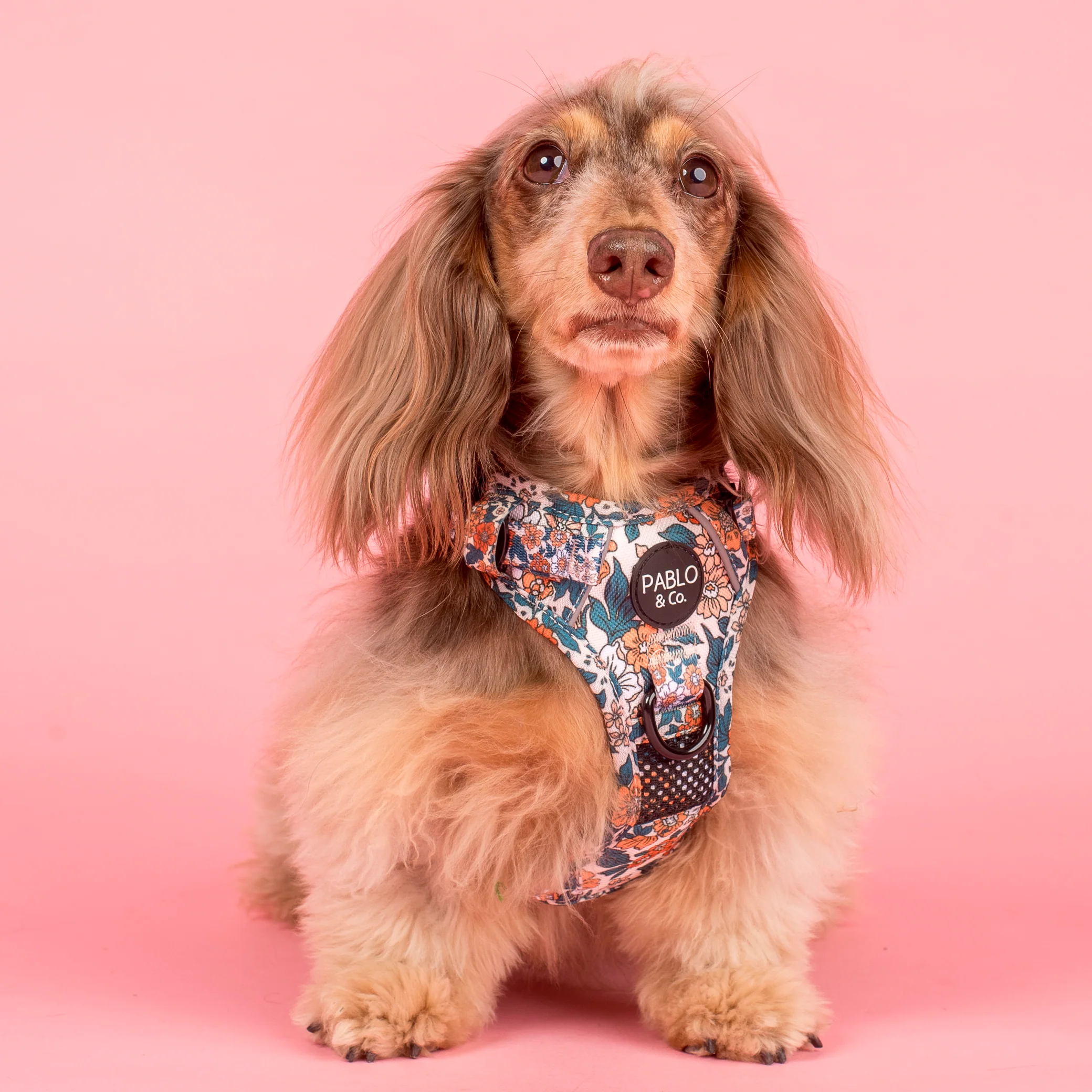 Wildflowers: No Pull Adventure Harness